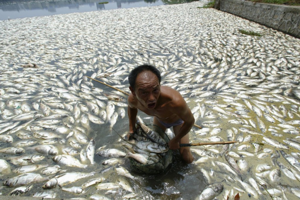 Muncitor chinez adunand pestii morti de pe suprafata unei ape poluate din Wuhan, centtrul Chinei, provincia Hubei, 11 iulie 2007. Read more: http://www.businessinsider.com/china-water-pollution-photos-2014-7?op=1#ixzz3AnrjrOlN