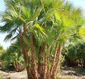palmier pitic