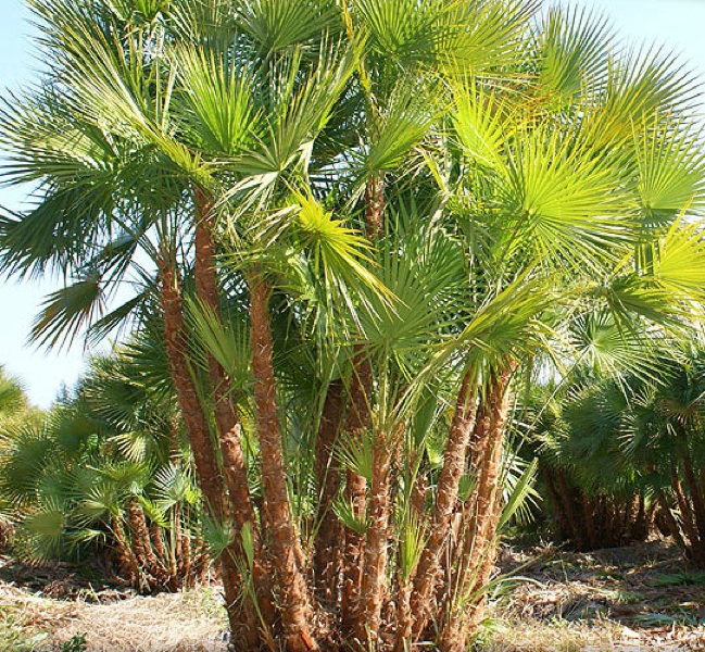 Tratamente naturiste in adenomul de prostata palmier pitic