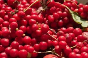 Schizandra-Berries