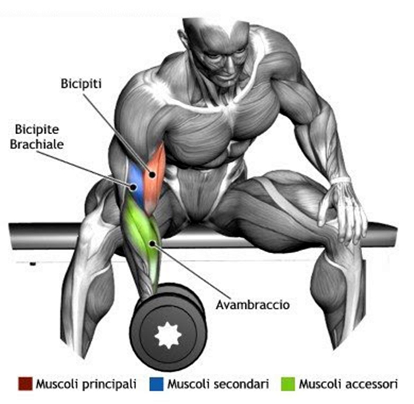 Exerciții pentru biceps