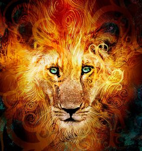 caini-maidanezi-hraniti