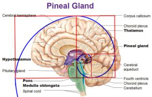 pineala-geometria-sacra