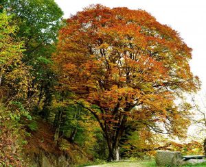 copacul-fermecat-baia-de-aries