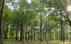 Pădurea-Bejan-beready.ro-Deva
