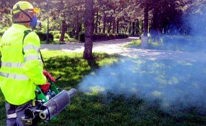 dezinsectie-terestra-giurgiu