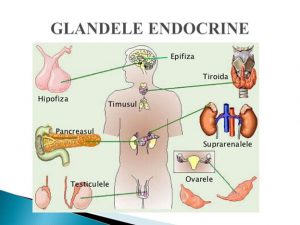 glandele endocrine