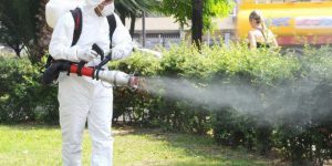 dezinsectie-696x348