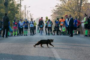 timisoara-city-marathon-2