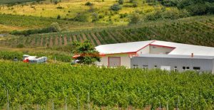 crama-dealul_dorului_25