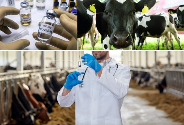 Oamenii sunt vaccinați ca vitele