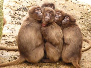 5-monkeys-e1533304845280