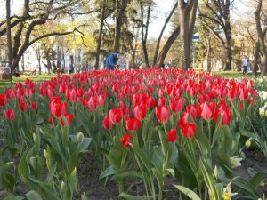 lalele-flori-Justitiei-16