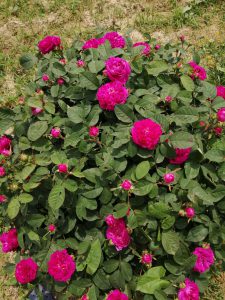 0a2d3d9d-0a80-4944-9382-5e61ce04823e