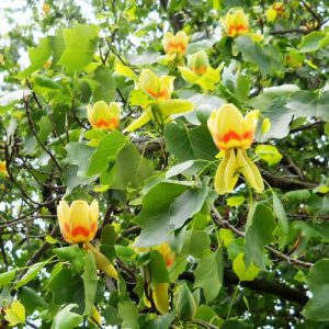 laleleeeeeeeeeeeeeeeeeeeeeeeeeeeeeeeeeeeeeeeeeee