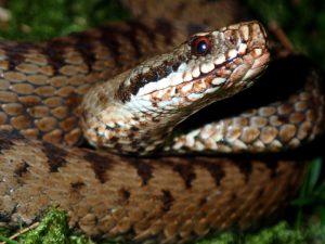 vipera