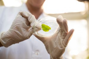 Midsection of scientist holding leaf with tweezers on petri dish