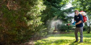 servicii dezinsectie tantari