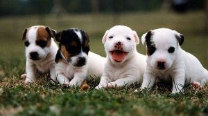 adoptie-caini-600x336