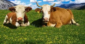 cow-alm-mountains-mountain-meadow-alpine-meadow-rest-alpine-bavaria-cattle