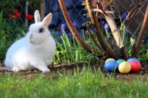 Easter_bunny-1160x770