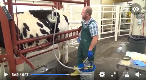 Cum se produce laptele ECO în Occident. Atenție, VIDEO șocant!