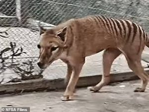 tasmanian tiger
