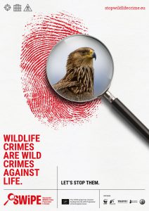 1.-TEMPLATE-TEASER-eagle-7