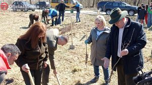 pantare puieti bucsani