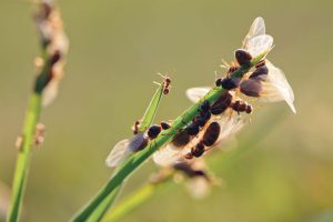 furnici-zburatoare1-SH-14-768x511