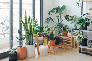 plante apartament