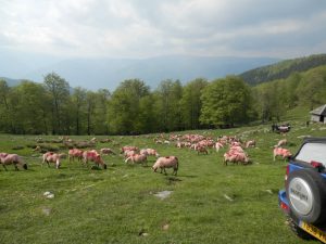 10286795_846486565364797_7072577473990680333_o