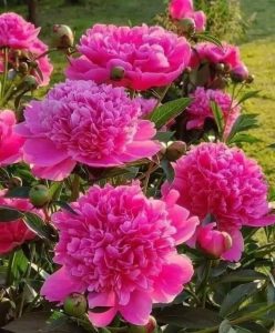 438094896_2291333051197703_2277659666262647477_n