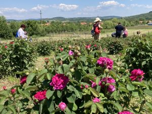 trandafiri plantatie curtea 3
