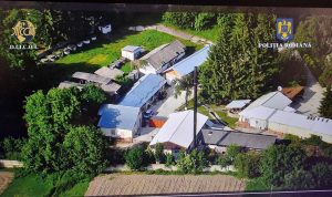 Pucioasa - hale de cultivare canabis