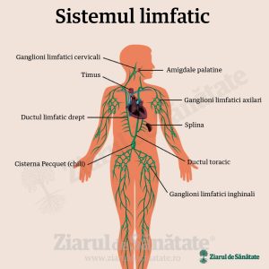 Infografii-Sistemul-limfatic (1)
