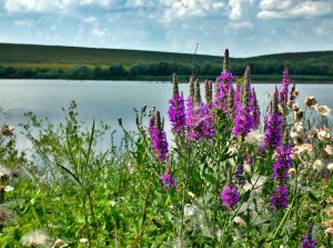 1.8 -source ABA Banat