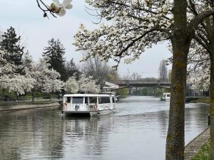 Timisoara_magnolii_primavara_lapasturistic-39