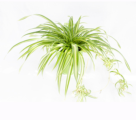 Planta-Păianjen purificatorul natural