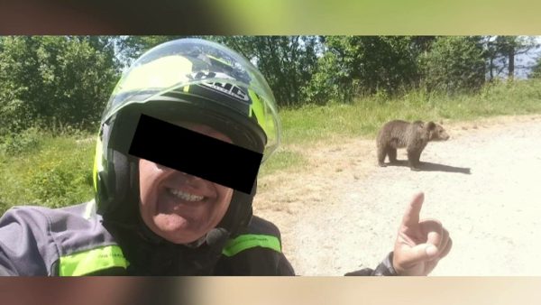 ucis de o ursoaica pe transfagarasan