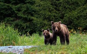 europe_romania_bear_and_cub_thumbnail