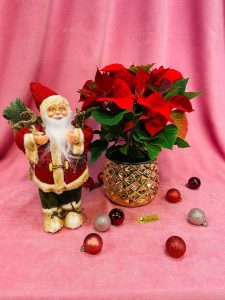 floarea-craciunului_wp