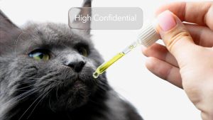 greseli-de-evitat-atunci-cand-oferiti-cbd-animalului-dvs-de-companie-blink-169