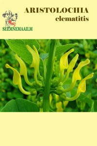 Aristolochia clematitis