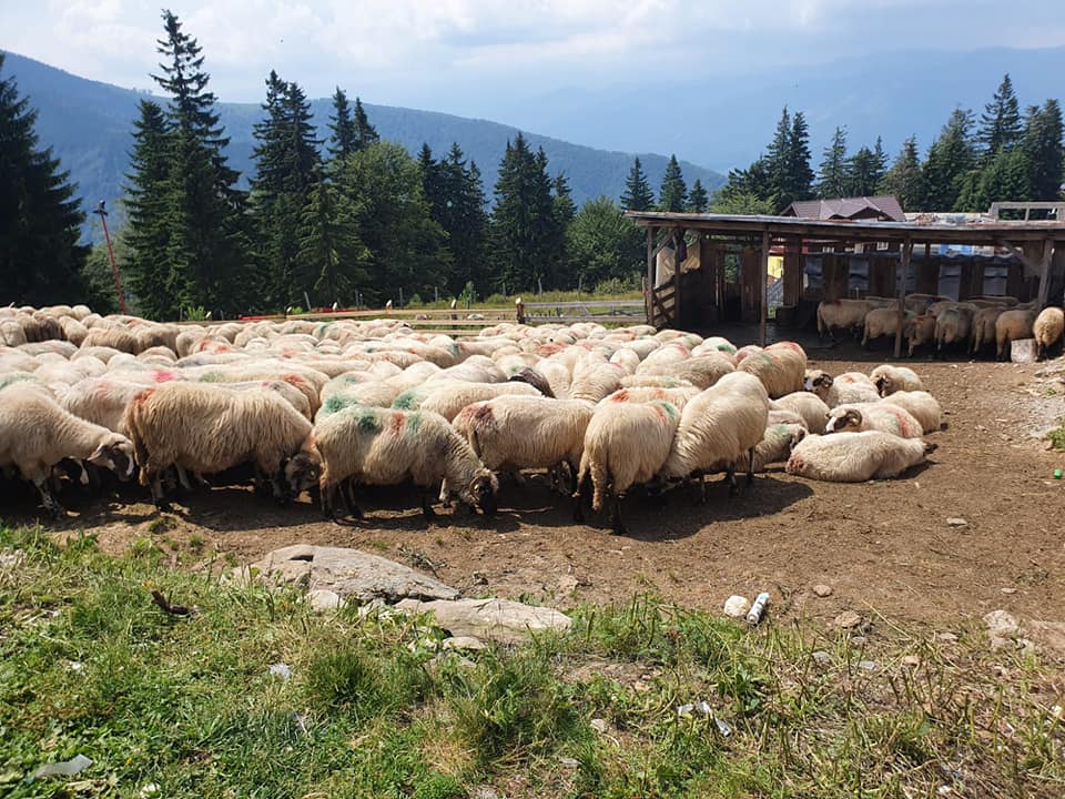 Informațiile false din mediul on-line au băgat ” spaimă” printre păstori